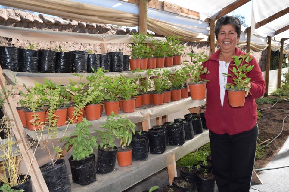 Photo of Plantas medicinales: la nueva apuesta de una productora de Algarrobito