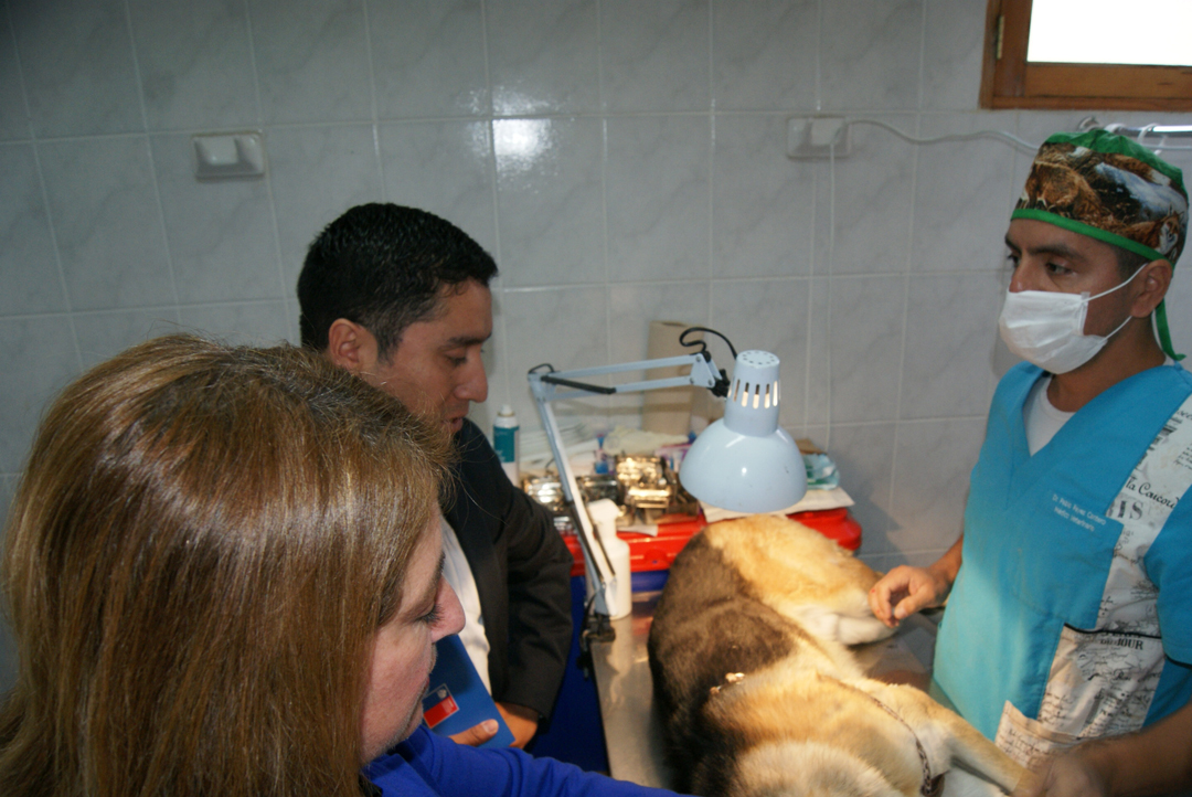 Photo of Esterilizan 380 mascotas en la comuna de Paihuano a través de SUBDERE