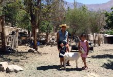 Photo of La herencia del queso de cabra que Francisco Aracena busca traspasar a nuevas generaciones