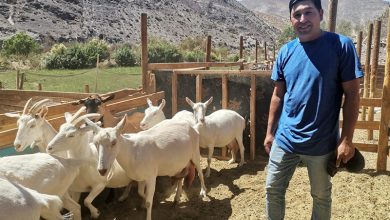Photo of Reducir el ganado y sistema de estabulación: las claves de joven productor caprino de Vicuña