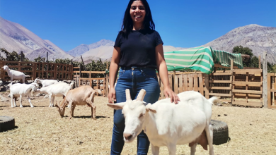 Photo of Joven productora apuesta por el trabajo caprino en medio de las bondades del Valle de Elqui